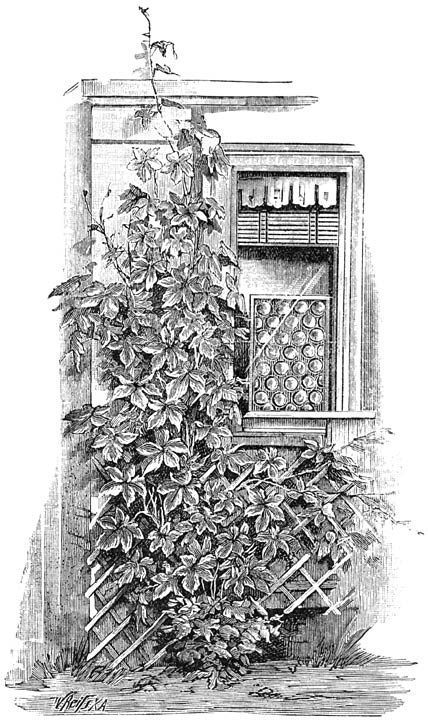 Fig. 173. Humulus japonicus fol. var.