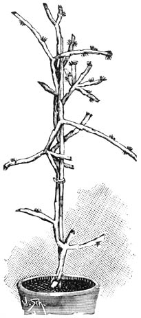 Fig. 196. Rhipsalis dissimilis.