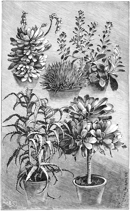 Fig. 202. Succulenten.