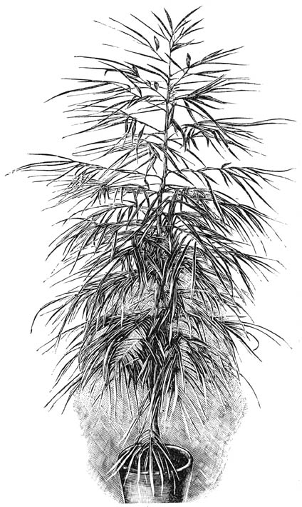 Fig. 211. Aralia Chabrieri. (Elæodendrum orientale).