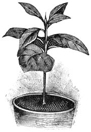 Fig. 214. Jonge Coffea arabica.