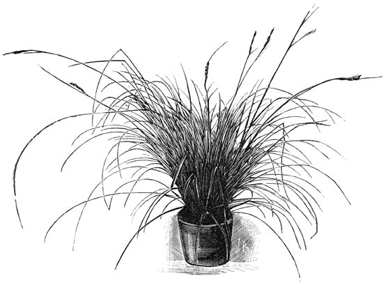 Fig. 215. Carex japonica fol. var.