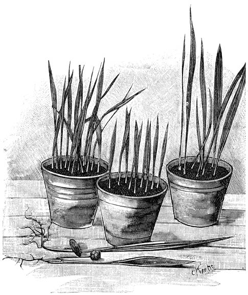 Fig. 227. Potten met Palm-zaailingen.