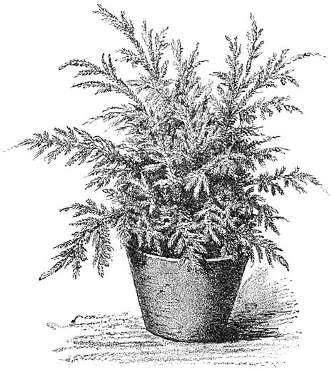 Fig. 249. Selaginella Emmeliana.