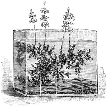 Fig. 257. Hottonia palustris, gekweekt in een elementglas.
