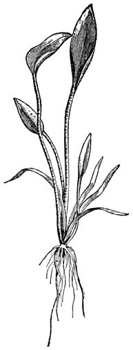 Fig. 261. Sagittaria natans.