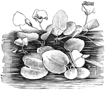 Fig. 262. Limnanthemum nymphæoïdes.