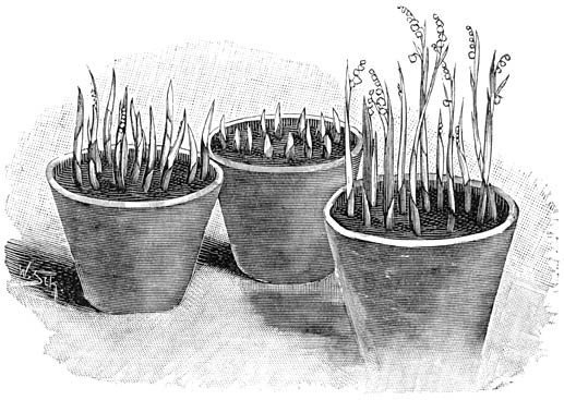Fig. 297. Convallaria majalis in verschillende ontwikkelingsperioden.
