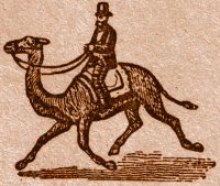 Riding a Camel.