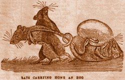 Rats Carrying Home an Egg.
