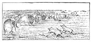 Sioux Indians, in Wolf-Skins, Hunting Buffalo.