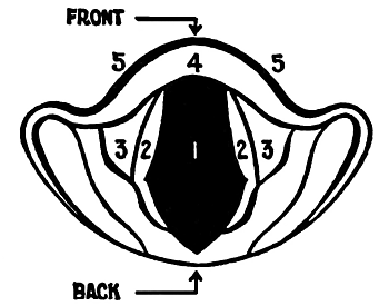 Fig. 3. The Glottis and Vocal Cords Viewed from Above