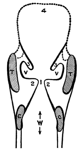 Fig. 5. Vertical Transverse Section of the Larynx