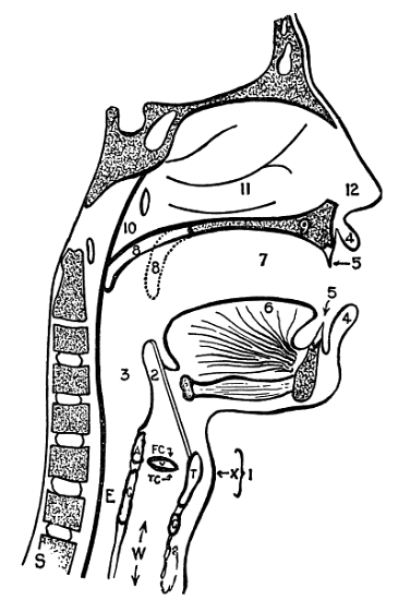 Fig. 1. The Throat and Adjoining Structures