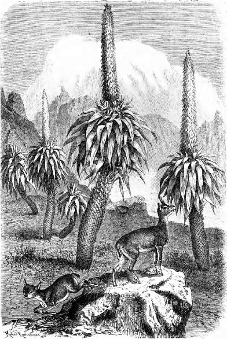 Rhynchopetalum montanum. Im Hintergrunde der Bachit, im Vordergrunde Klippspringer. Originalzeichnung von Robert Kretschmer.