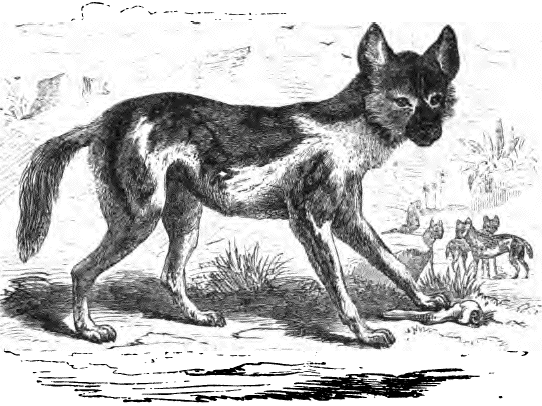 Gemalter Hund (Lycaon pictus)