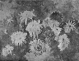 Chrysantemos―António Costa