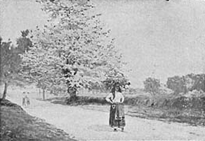 Olaia em flor―Carlos Reis Olaia em flor―Carlos Reis