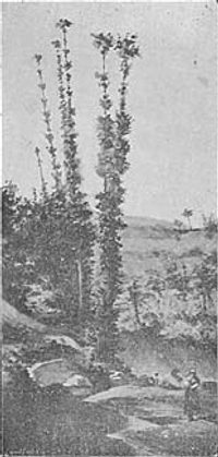 Paisagem―Aguarella de M. San Romão Paisagem―Aguarella de M. San Romão