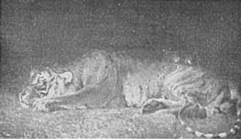 Tigres―Arthur Loureiro Tigres―Arthur Loureiro1