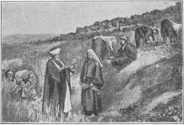 A HARVEST FIELD IN PALESTINE TO-DAY.