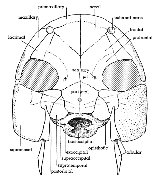Fig. 1. Hesperoherpeton garnettense Peabody. Skull, dorsal
view. Postorbital processes of the neurocranium are shown in
dotted outline. KU 10295, × 4.