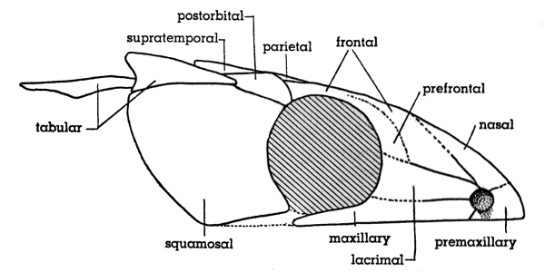 Fig. 2. Hesperoherpeton garnettense Peabody. Skull, lateral view,
showing relatively large orbit and absence of smaller circumorbital
bones. KU 10295, × 4.