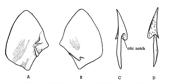 Fig. 3. Hesperoherpeton garnettense Peabody. A, left squamosal, internal
surface. B, left squamosal, external surface. C, right tabular
internal surface. D, right tabular, external surface. KU 10295, all × 4.