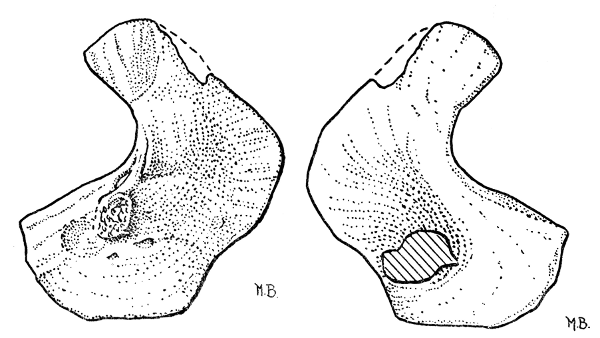 Fig. 8. Hesperoherpeton garnettense Peabody. Type specimen redrawn.
Right scapulocoracoid in external view (at left), and internal view (at right).
KU 9976, × 4.