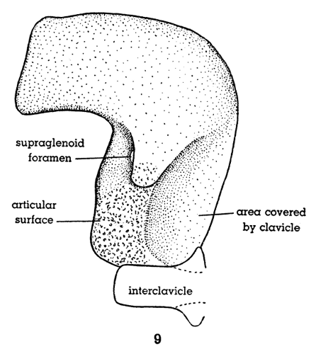 Fig. 9. Hesperoherpeton garnettense Peabody. Right scapulocoracoid in external
view, showing part of interclavicle, and position occupied by clavicle.
The specimen is flattened and lies entirely in one plane. KU 10295, × 4.