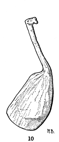 Fig. 10. Hesperoherpeton garnettense Peabody. Right clavicle in external
view. Anterior edge to right. KU 10295, × 4.