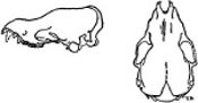 Fig. 1. Lateral view (left) and
dorsal view (right) of the holotype of
Myotis elegans, × 2.