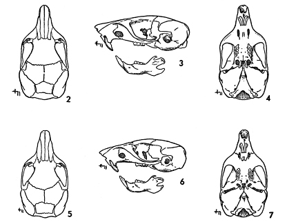 Figs. 2-7. Skulls of two species of pocket mice.