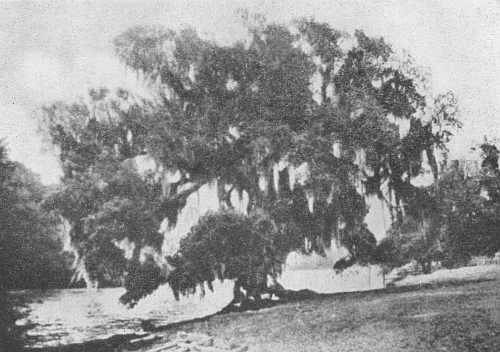 The Evangeline Oak
Near the “Poste des Attakapas”