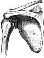 Fig. 7. Schouderblad van den mensch aan de achterzijde (b), sleutelbeen (a), opperarmbeen (c).