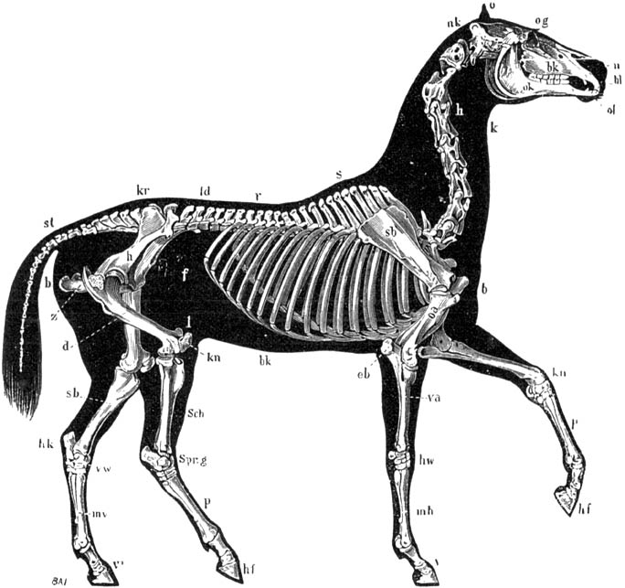 Fig. 10. Skelet van het paard: de rest van het dier is met zwart aangeduid.