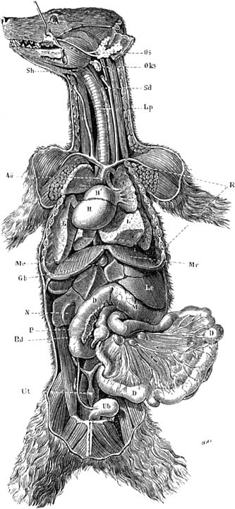Fig. 17. Een hond met geopende borst- en buikholte, om de daarin aanwezige organen in hunne natuurlijke ligging te toonen.