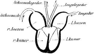 Fig. 26. Schema van het hart van een kruipend dier.