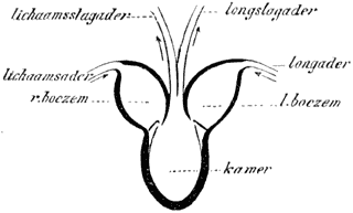 Fig. 27. Schema van het hart van een amphibie.