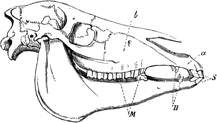 Fig. 33. Paardeschedel.