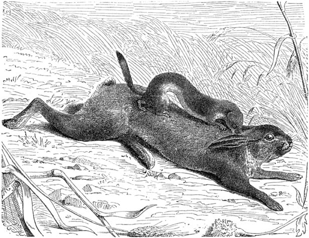 Fig. 41. Een hermelijn, een’ haas aanvallend, (⅛ nat. gr.)