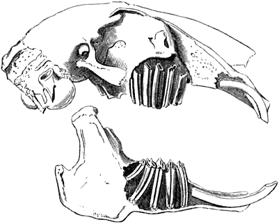 Fig. 50. Schedel van ’t konijn; de kaakbeenderen opengebeiteld, om den wortel der tanden te toonen.