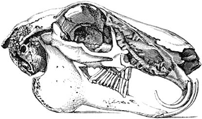 Fig. 51. Hazeschedel met olifantstanden.