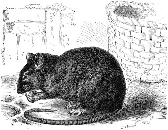 Fig. 52. Zwarte rat. (⅓ nat. gr.)