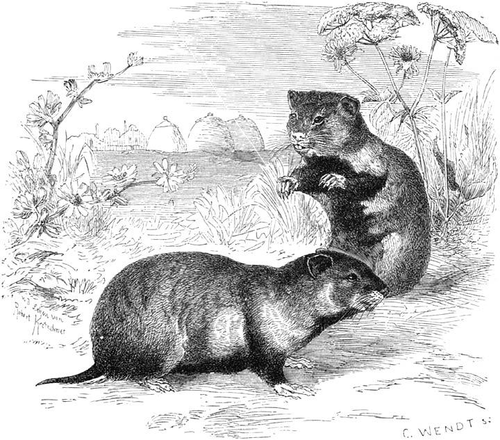 Fig. 53. De hamster. (⅖ nat. gr.)