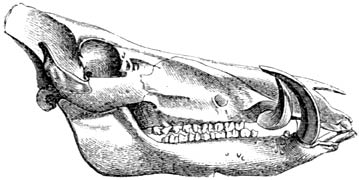 Fig. 58. Schedel van een wild zwijn.