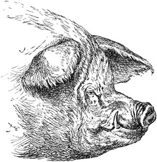 Fig. 59. Kop van een mannelijk varken.