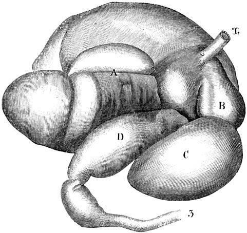 Fig. 60. Samengestelde maag van een rund.