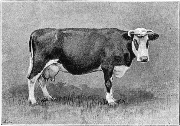 Fig. 64. Groninger koe.