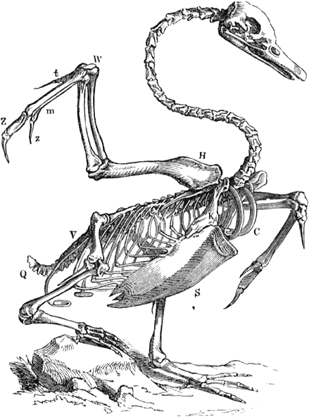 Fig. 70. Skelet van den zwaan.
